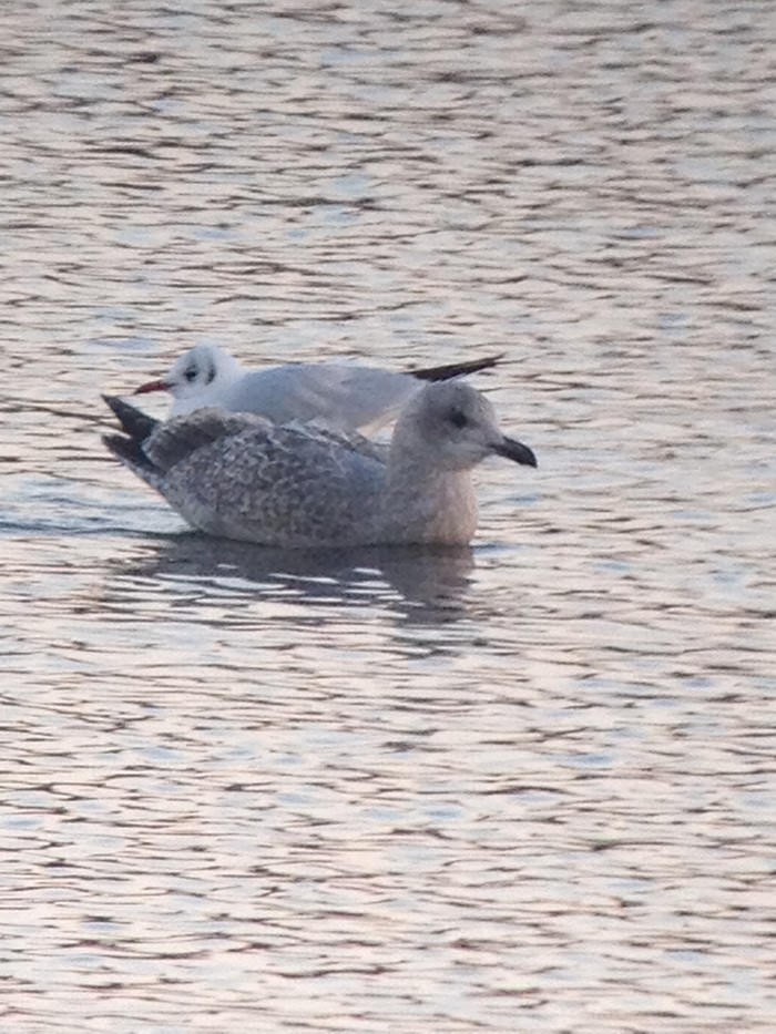 Thayer's Gull