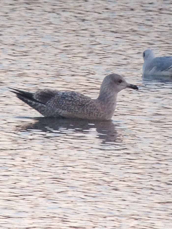 Thayer's Gull
