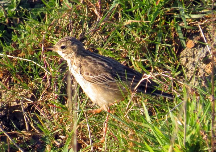 Blyth's Pipit