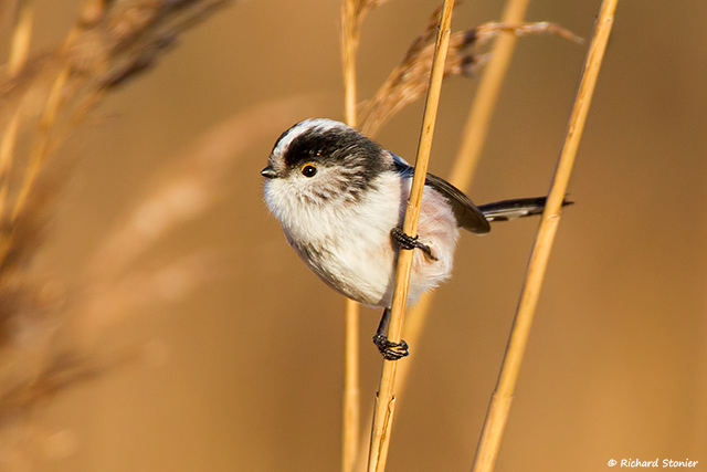Long-tailed Tit