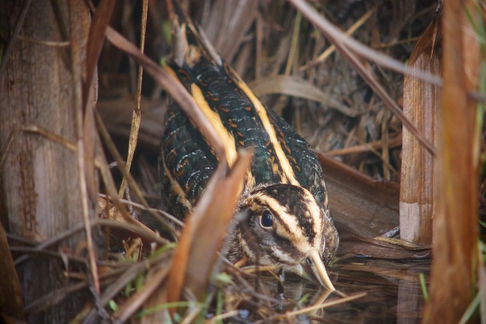 Jack Snipe