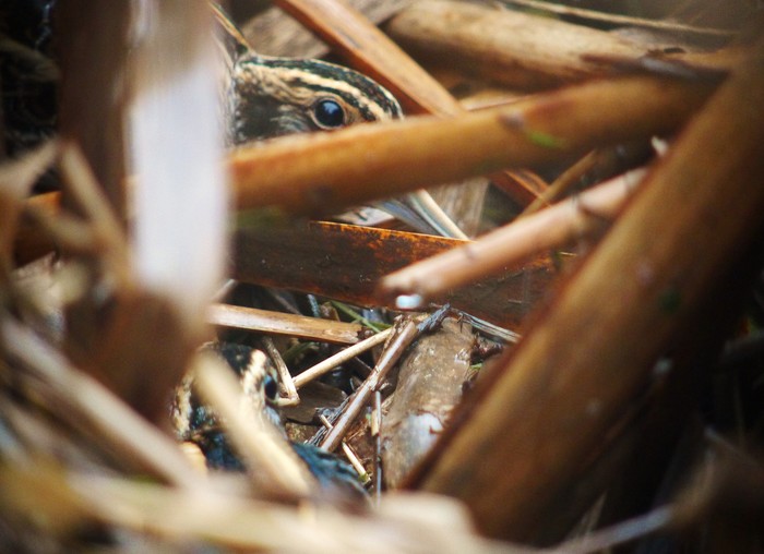 Jack Snipe