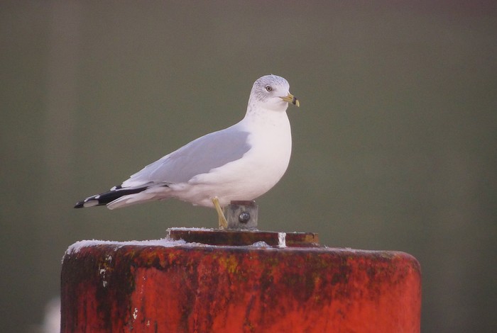 Ring-billed Gull