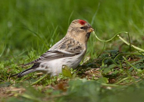 Hornemann's Arctic Redpoll