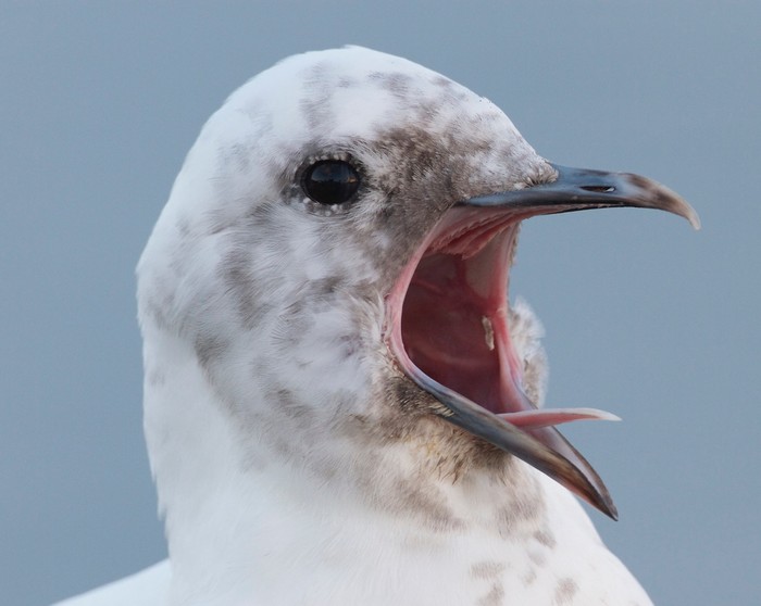 Ivory Gull