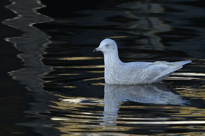 Iceland Gull