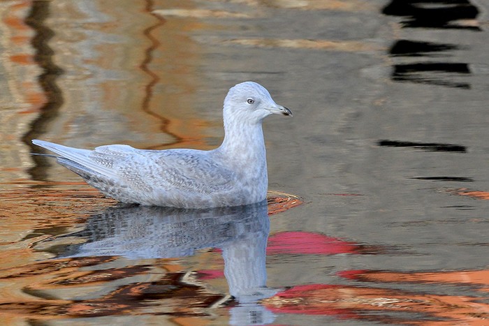 Iceland Gull