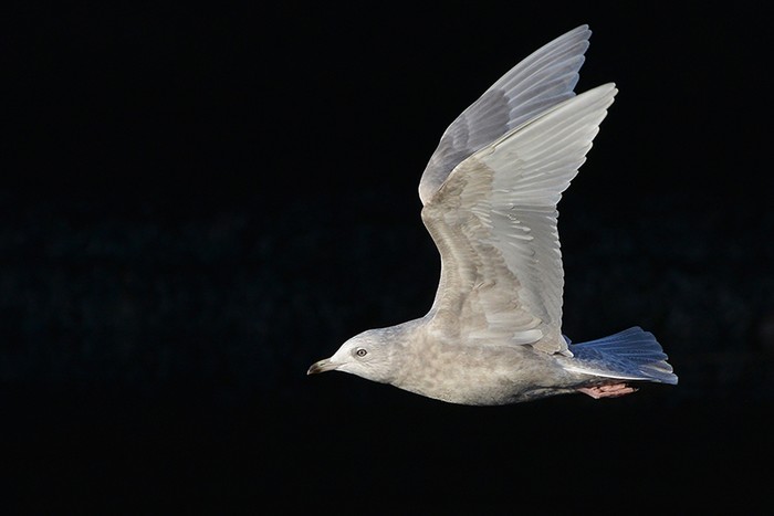Iceland Gull