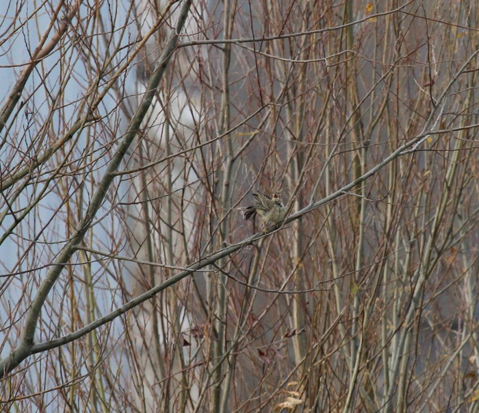 Blyth's Pipit