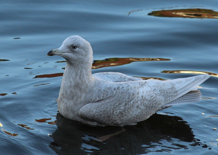 Iceland Gull