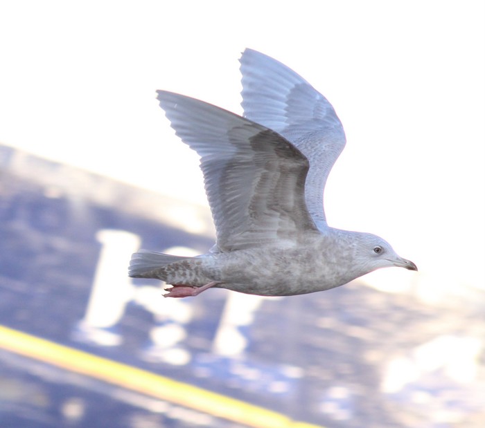 Iceland Gull