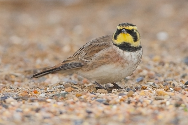 Shorelark