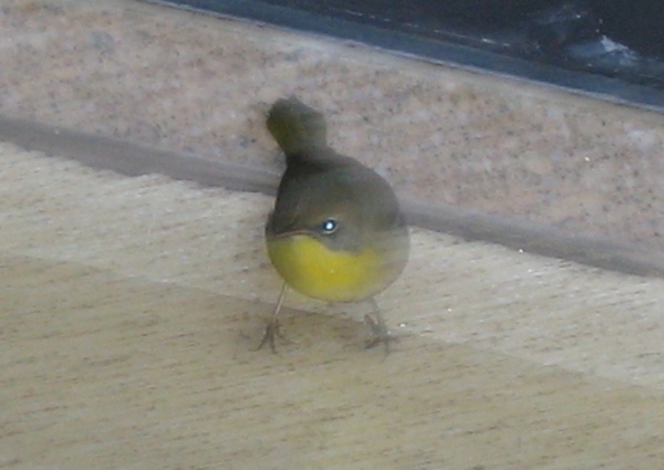 Common Yellowthroat