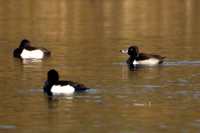 Ring-necked Duck