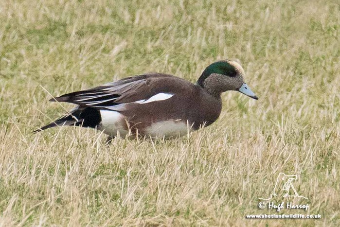 American Wigeon