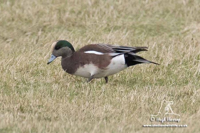 American Wigeon