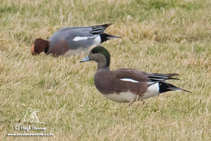 American Wigeon