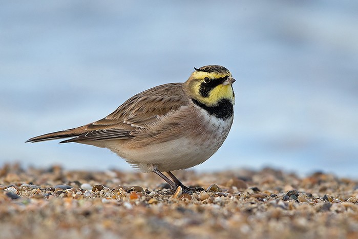Shorelark