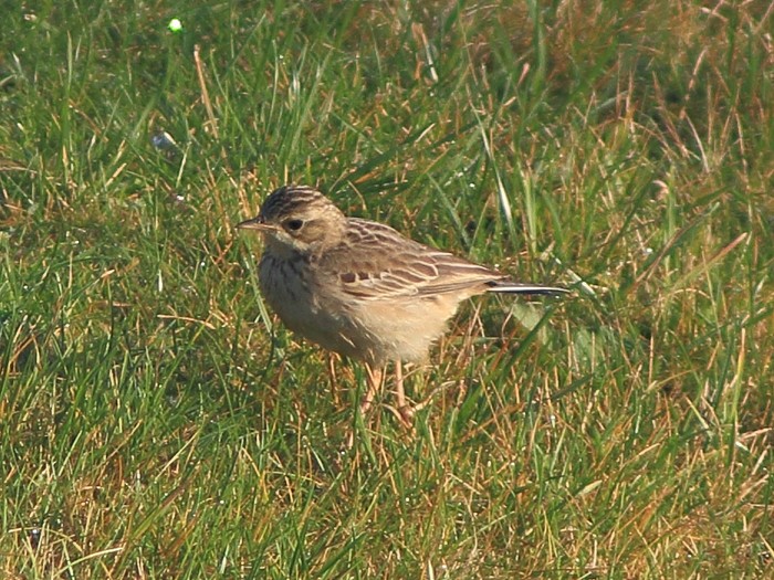 Blyth's Pipit