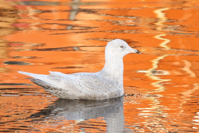 Iceland Gull