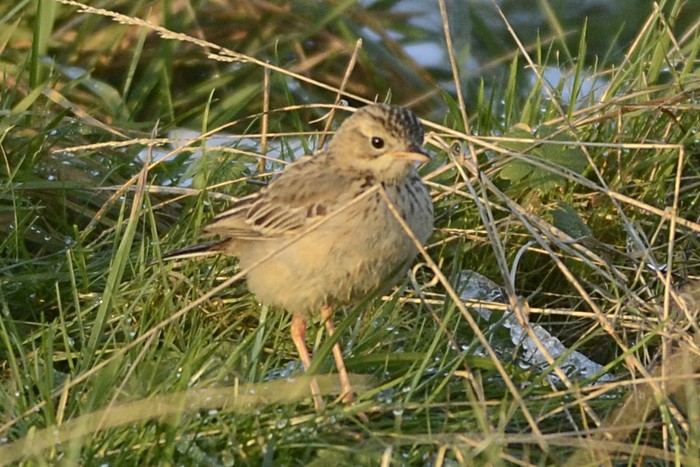 Blyth's Pipit