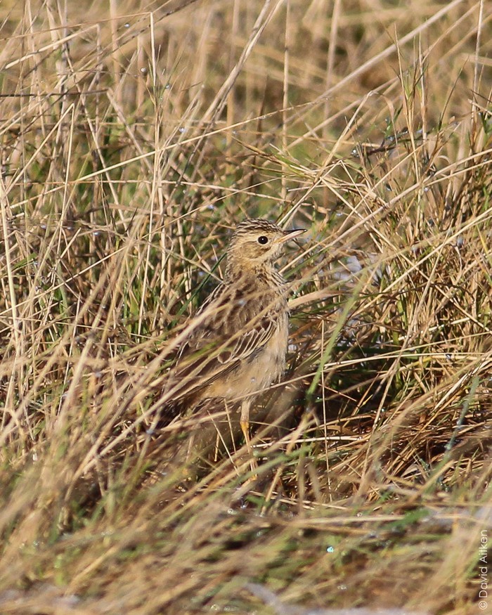 Blyth's Pipit