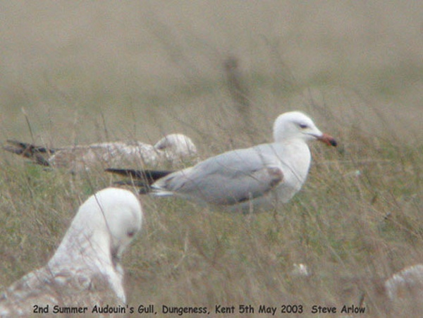 Audouin's Gull