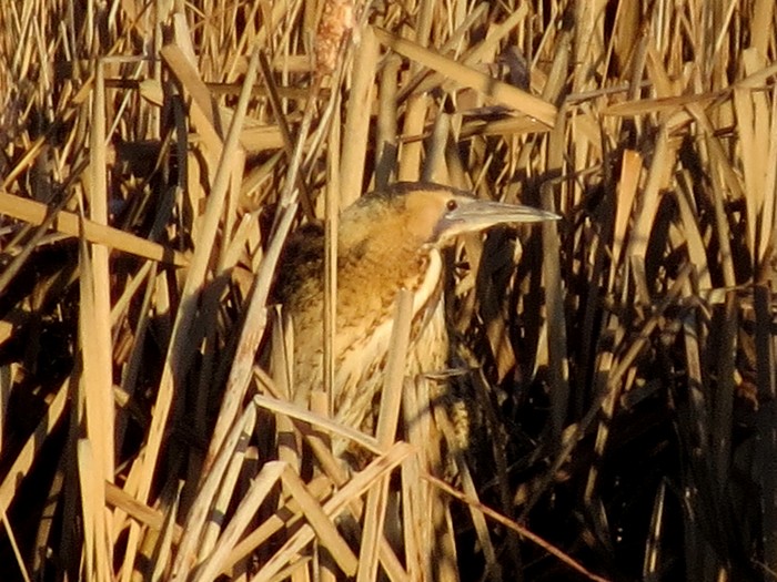 Bittern