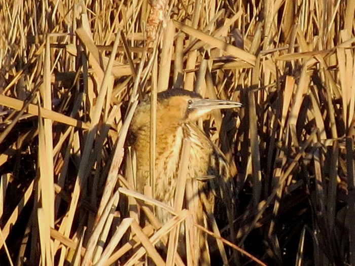 Bittern
