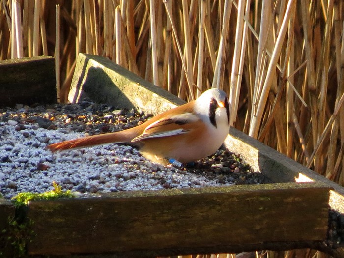 Bearded Tit