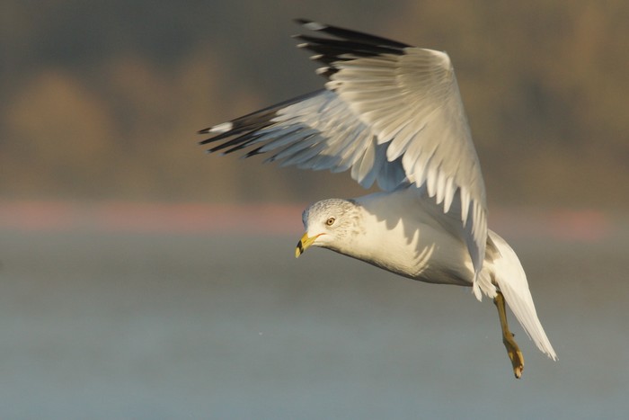 Ring-billed Gull