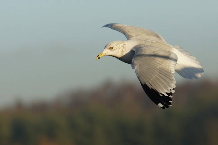 Ring-billed Gull