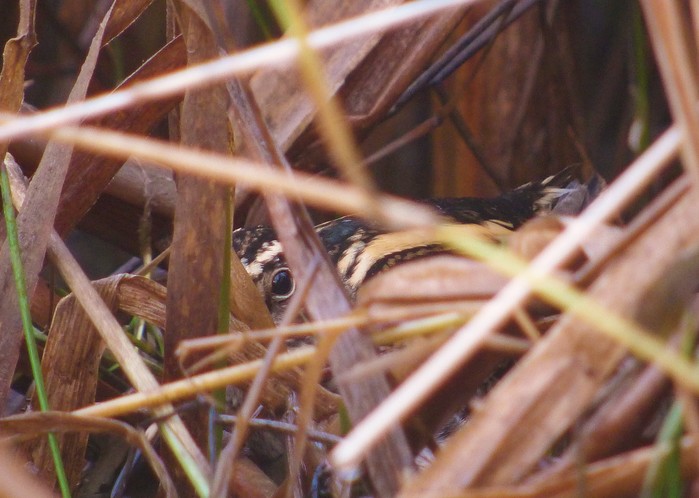 Jack Snipe