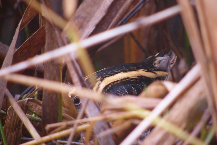 Jack Snipe