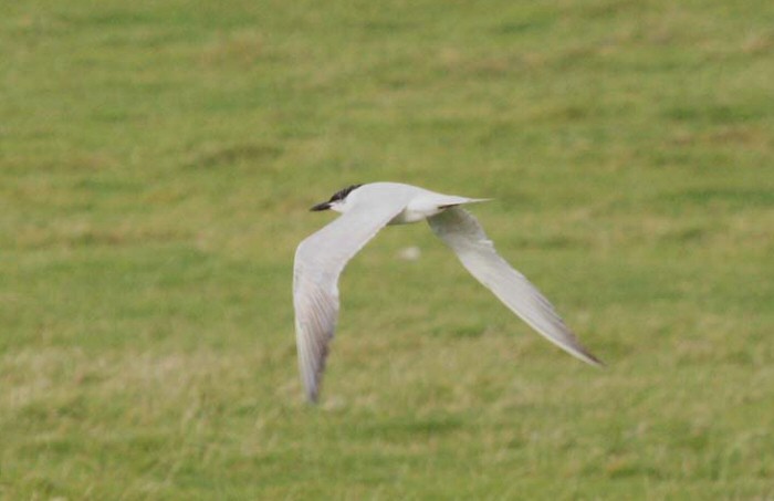 Gull-billed Tern