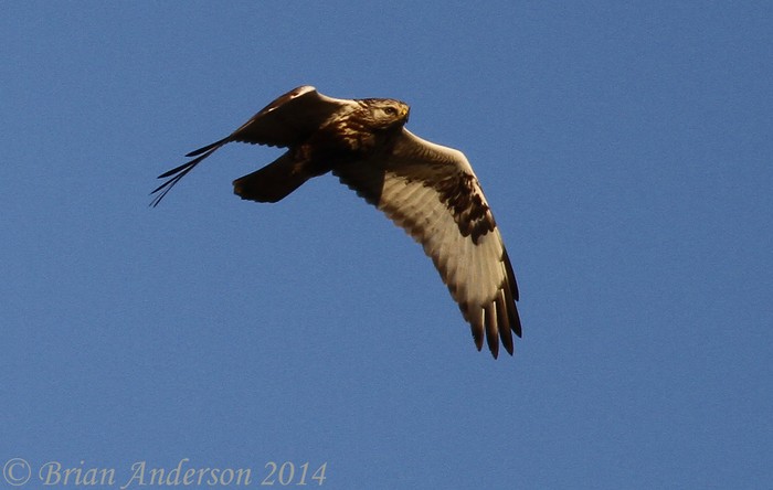 Rough-legged Buzzard