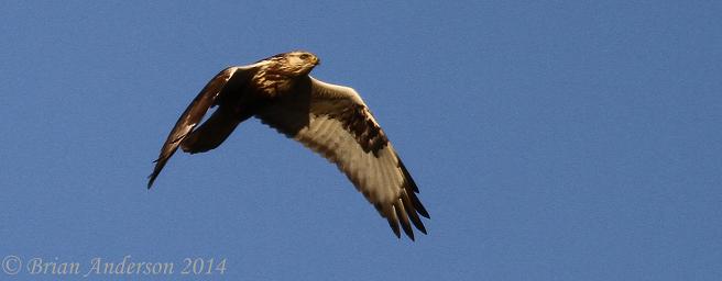 Rough-legged Buzzard
