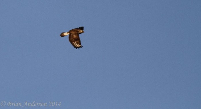 Rough-legged Buzzard
