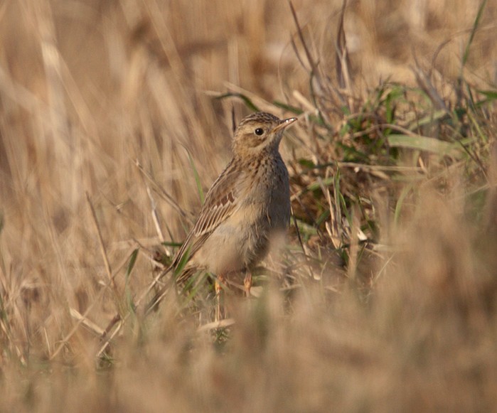 Blyth's Pipit
