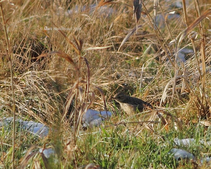 Blyth's Pipit