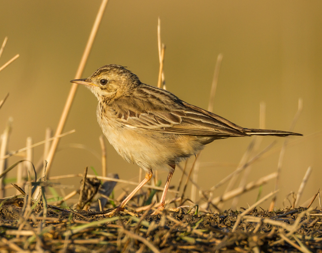 Blyth's Pipit