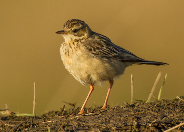 Blyth's Pipit