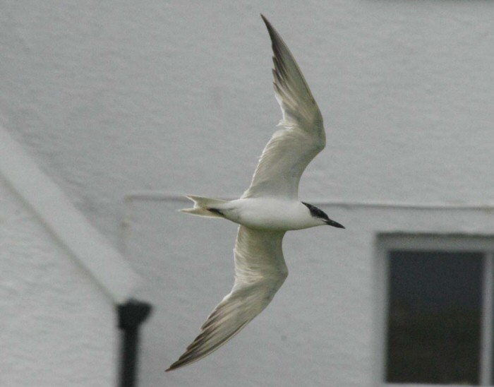 Gull-billed Tern