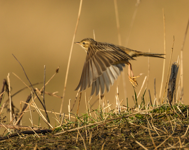 Blyth's Pipit