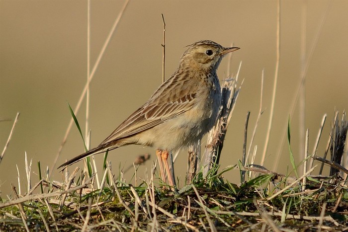 Blyth's Pipit