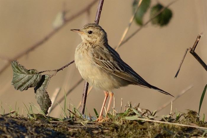 Blyth's Pipit
