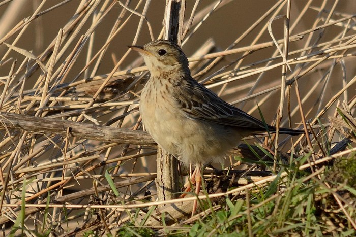 Blyth's Pipit