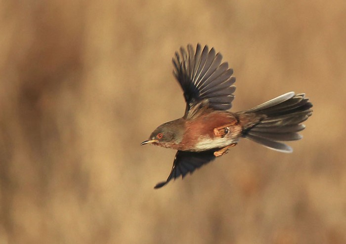 Dartford Warbler