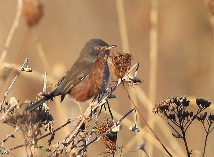 Dartford Warbler