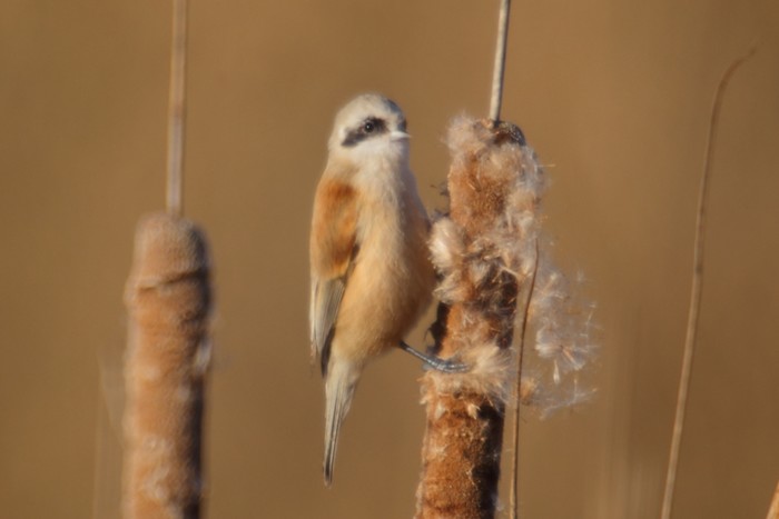 Penduline Tit
